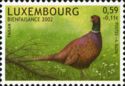 Common Pheasant (Phasianus colchicus)